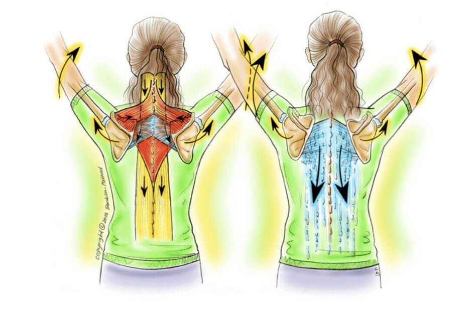 A diagram about rotator cuff injuries in the human body.